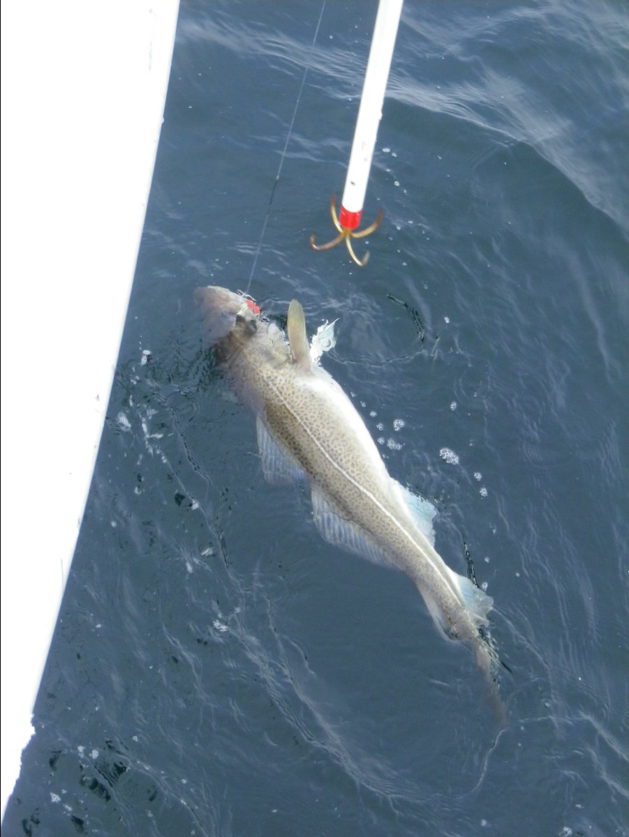 Cod Fishing39